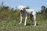 DOGUE ARGENTIN 018